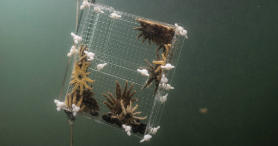 Dennis Wise/University of Washington photo.
Baby sea stars being relocated from the lab to the wild.