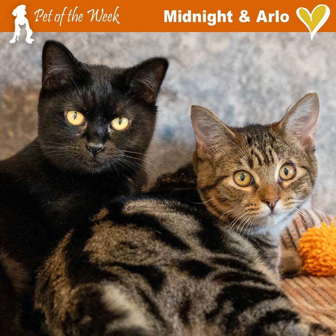 Contributed photo by the Animal Protection Society- Friday Harbor
Midnight and Arlo together till the end!