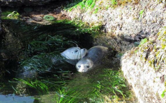 Contributed photo by Sophie McCoy at UNC
Healthy harbor seals in a tide pool along the coast of Washington State. Puget Sound seal populations are considered healthy.