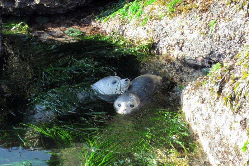 Contributed photo by Sophie McCoy at UNC
Healthy harbor seals in a tide pool along the coast of Washington State. Puget Sound seal populations are considered healthy.