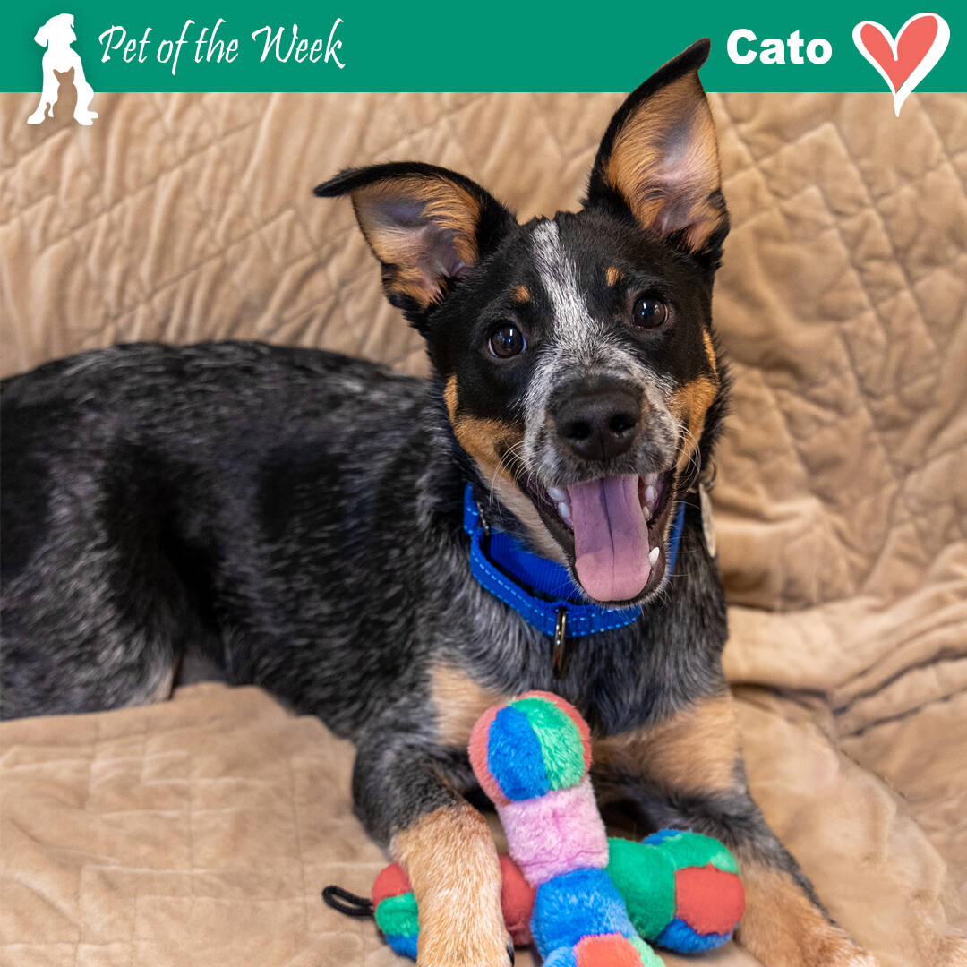 Contributed photo by the Animal Protection Society - Friday Harbor
Meet Cato - the new kid in town.