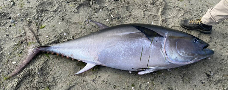 Contributed photo
The photo sent to Dr. Adam Summers by Dr. Joe Gaydos (Seadoc Society) of a washed-up “albacore.” Actually a bluefin tuna!