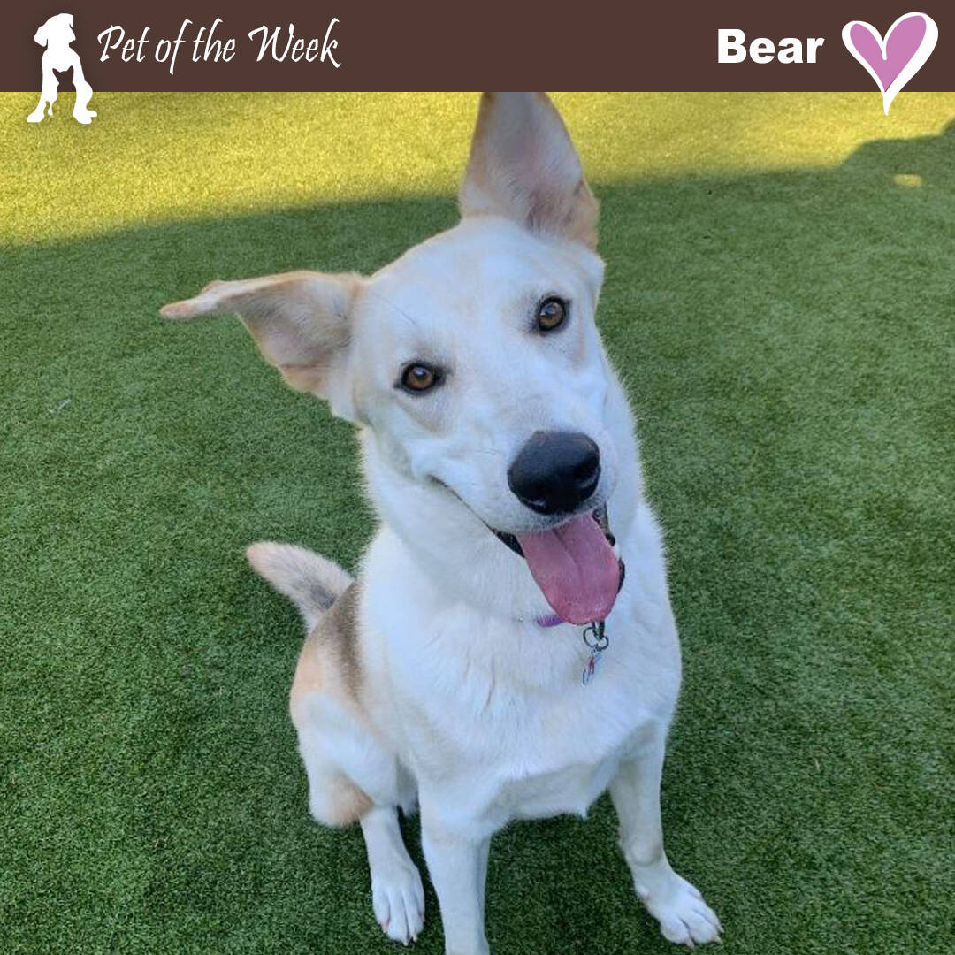 Contributed photo by the Animal Protection Society - Friday Harbor
Bear is just a big Teddy looking for his forever home.