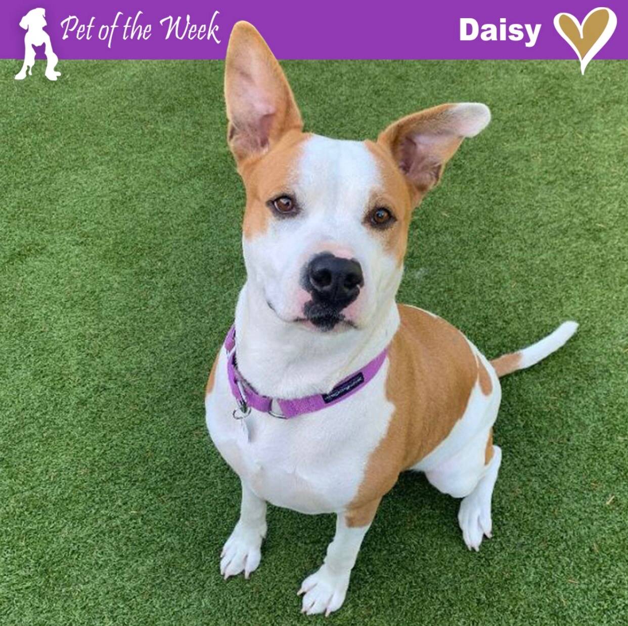 Contributed photo by the Animal Protection Society - Friday Harbor
Three-year-old Daisy is a fashion-forward social butterfly. Are you trend-setting enough to be her furever companion?