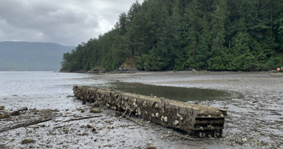 Contributed photo
A derelict concrete structure located offshore of the San Juan Conservation Land Bank’s Judd Cove Preserve on Orcas Island. North Eastsound is one of five remaining herring spawning areas here in the San Juans Islands.