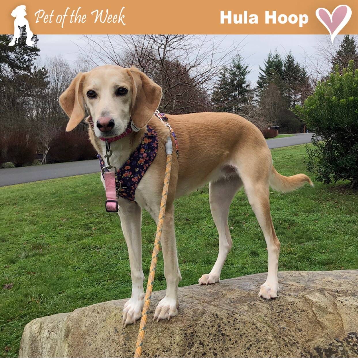 Contributed photo
Hula Hoop asks philosophical questions while searching for her furever home.