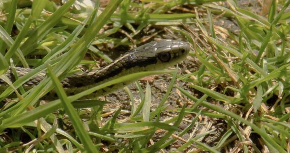 Contributed photo by Russel Barsh
A wandering garter snake heads to the beach at Fisherman Bay.