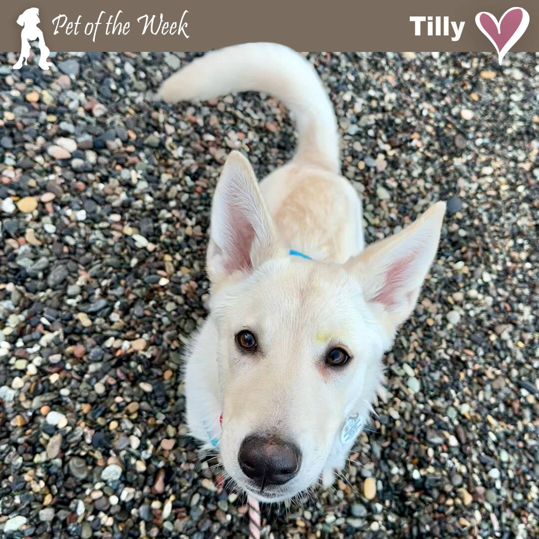 Contributed photo
Tilly has had a rough start in life but is ready to find a secure loving home.