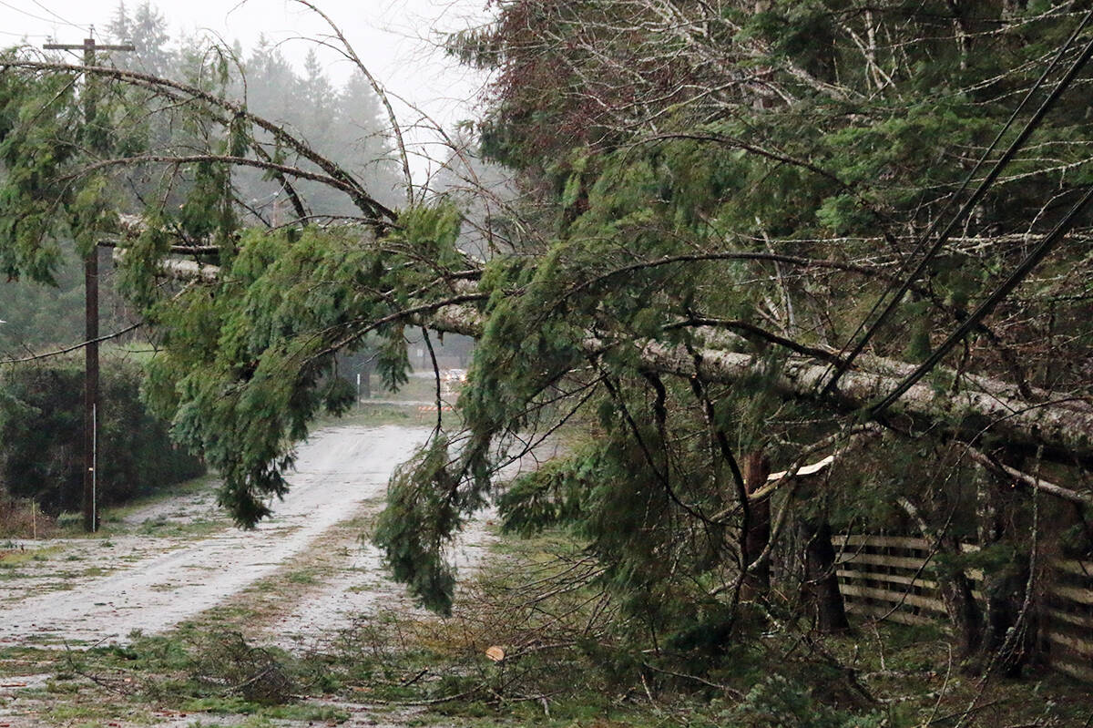 When the wind howls, trees can come down and bring power lines with them. (Lexi Bainas/News Staff)