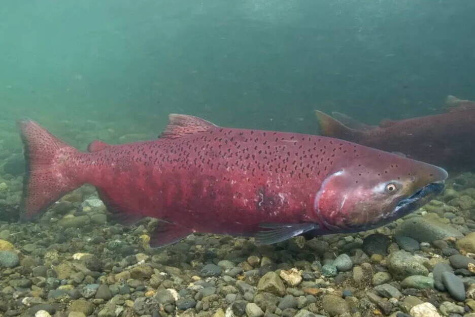 Contributed photo by Ryan Hagerty/USFWS
A Chinook salmon is seen in an undated photo.