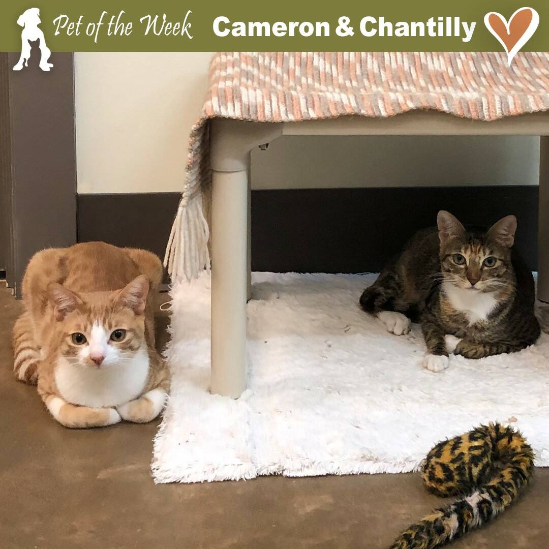 Contributed photo
Cameron and Chantilly waiting for love, wobbles and all.