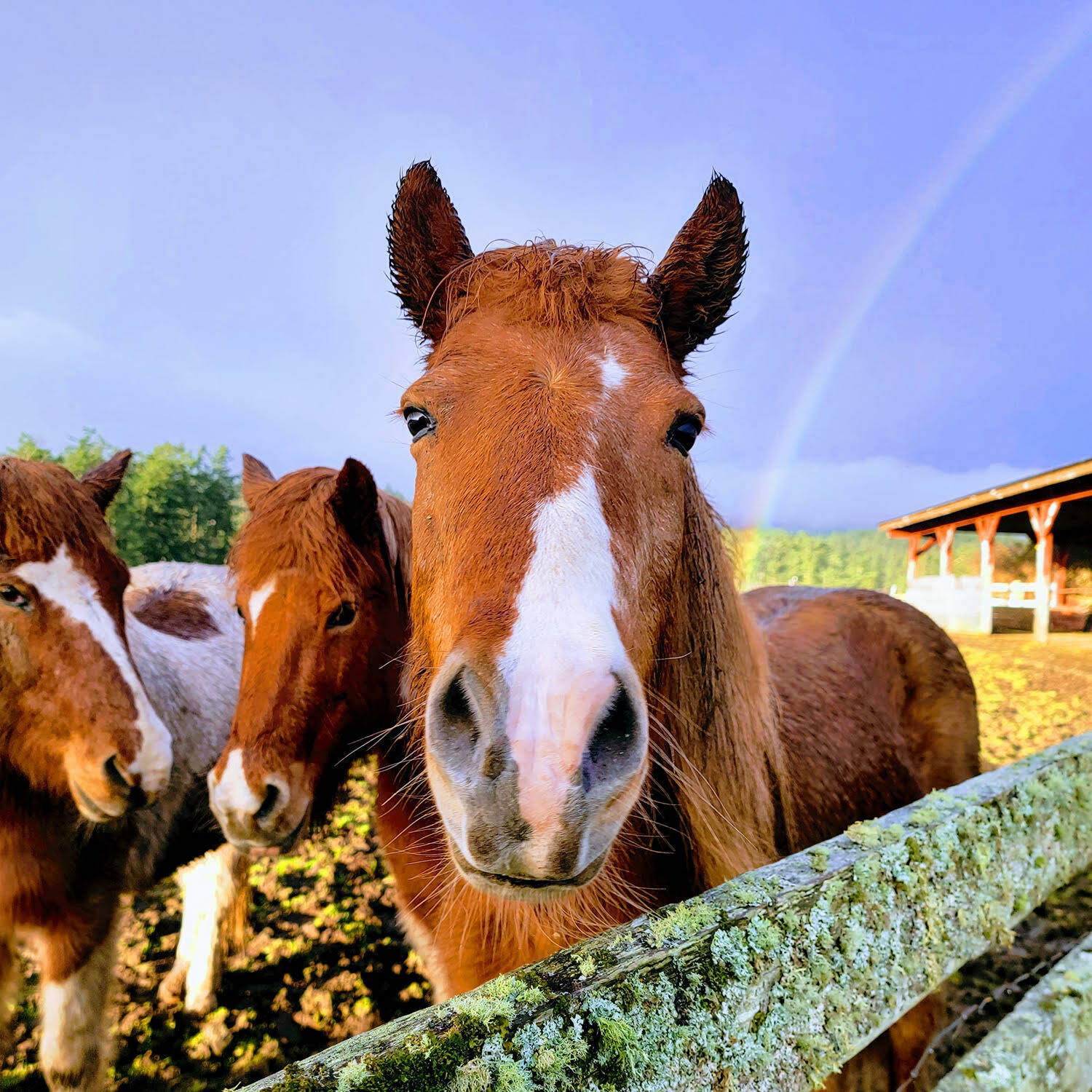 Contributed photo by Island Haven Animal Sanctuary
Help animal sanctuary horses with veterinary care.