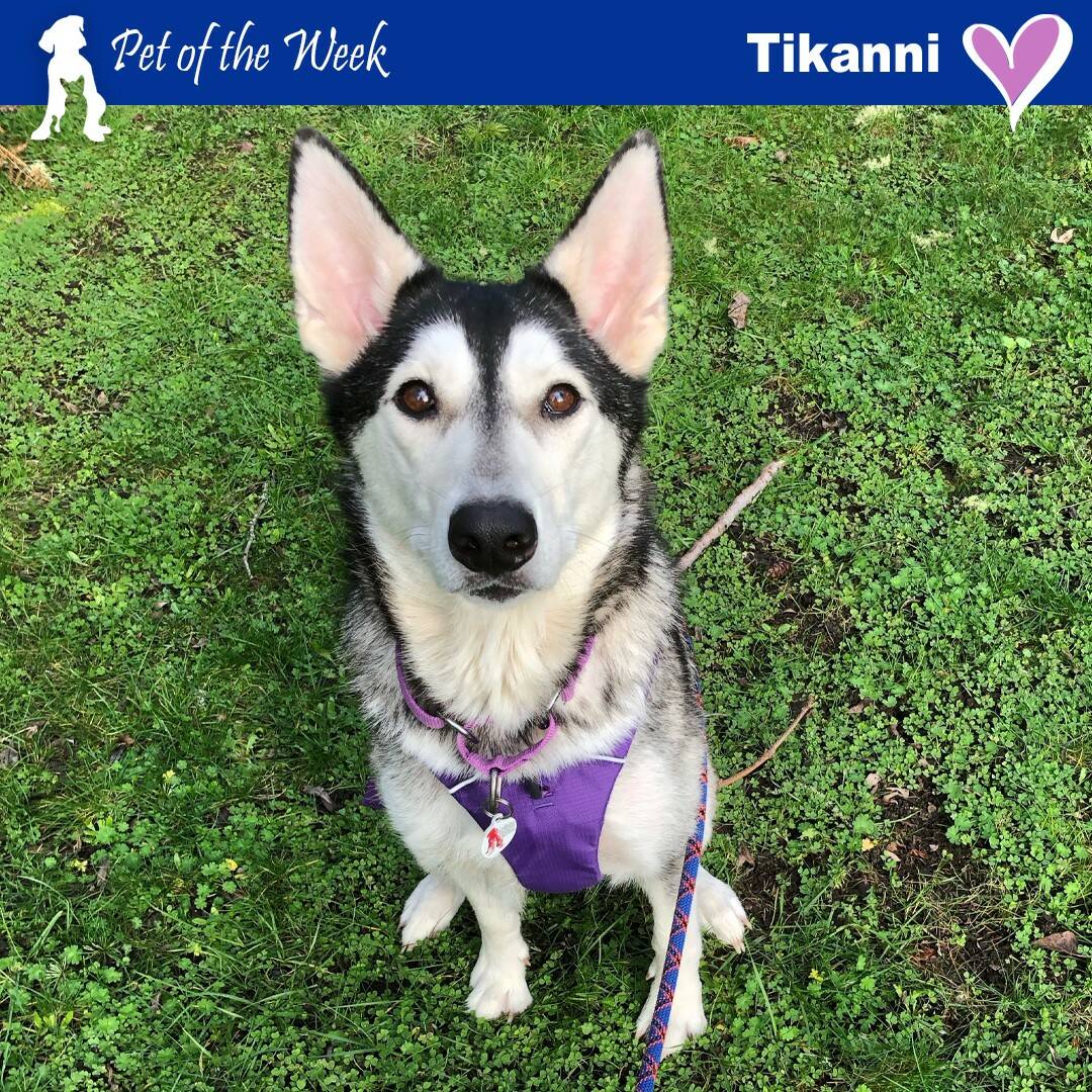 Contributed photo
Tikanni is a cheerful chatterbox