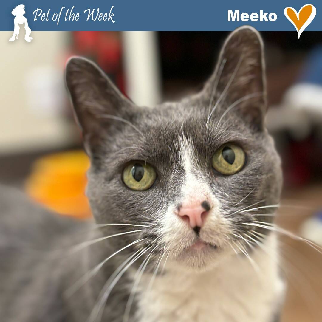 Contributed photo
Meeko is ready to bring some Haute Cat-ure to his new forever home.