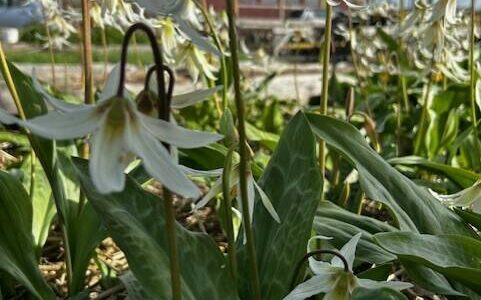 Heather Spaulding \ Staff photo
Fawn lilies at large