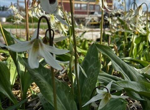 Heather Spaulding \ Staff photo
Fawn lilies at large