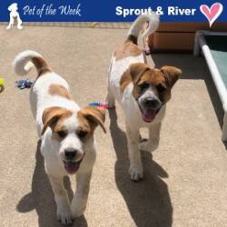 Contributed photo
Sprout and River are relatively chill for three-month-old pups.