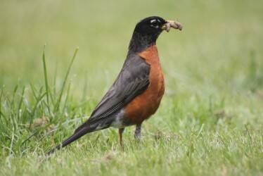 Contributed photo An early Robin with the worm.