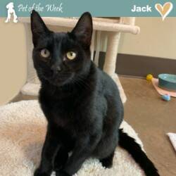 Contributed photo
Cool cat Jack found his home