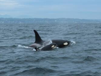 Contributed photo by Mark Sears
J56 Tofino with mother J31 Tsuchi, NOAA Permit #21348.