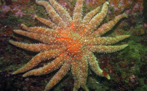 NOAA photo
Sunflower Sea Star