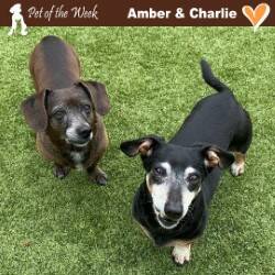 Contributed photo
Eight year old pocket sized pups Amber and Charlie