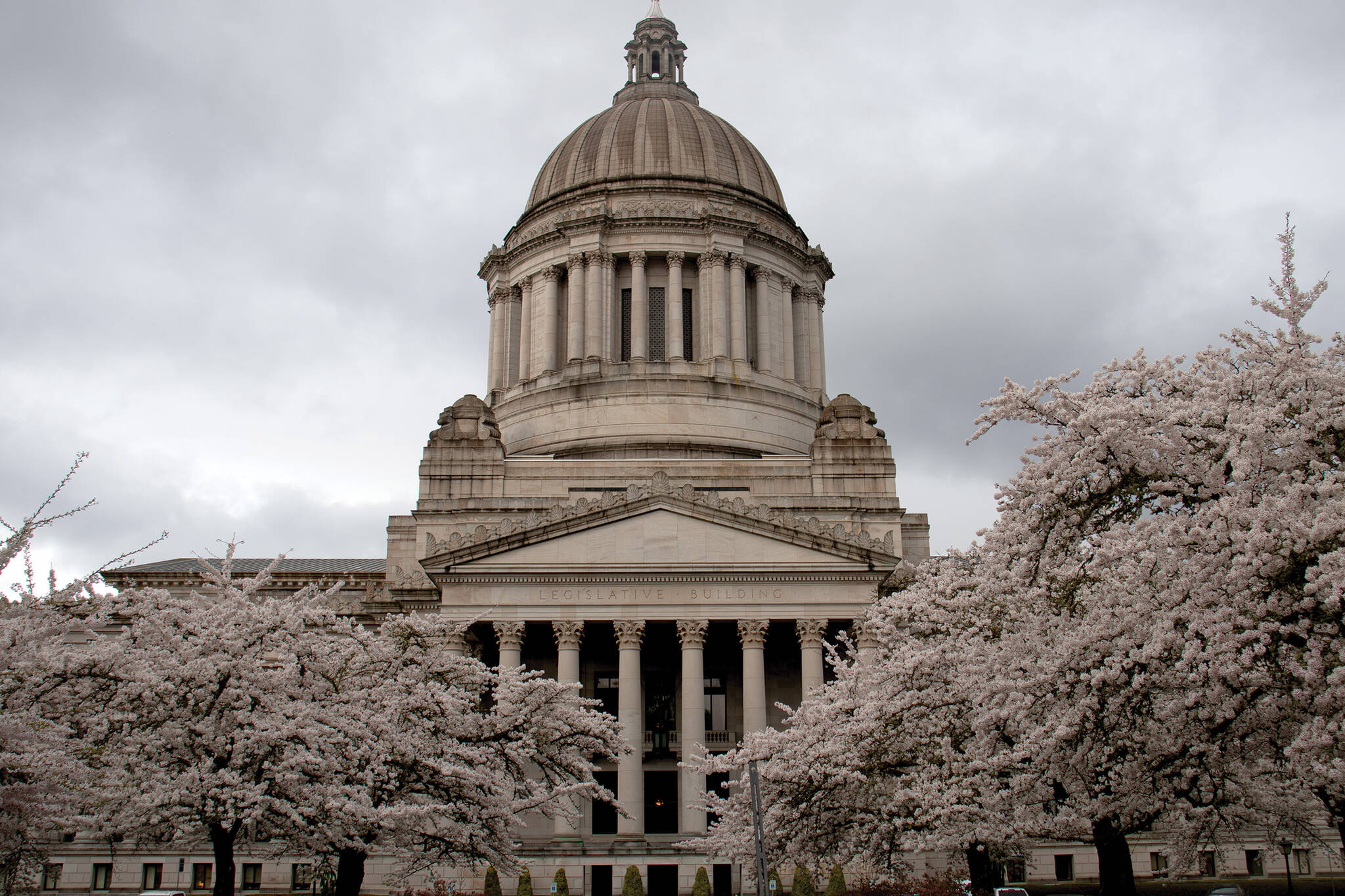 Cherry blossom trees in full bloom behind the Legislature Building on March 31. Contributed photo.