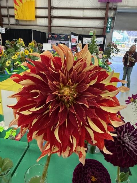 Staff photo\ Heather Spaulding
One of the dalhia’s on display with the flowers.