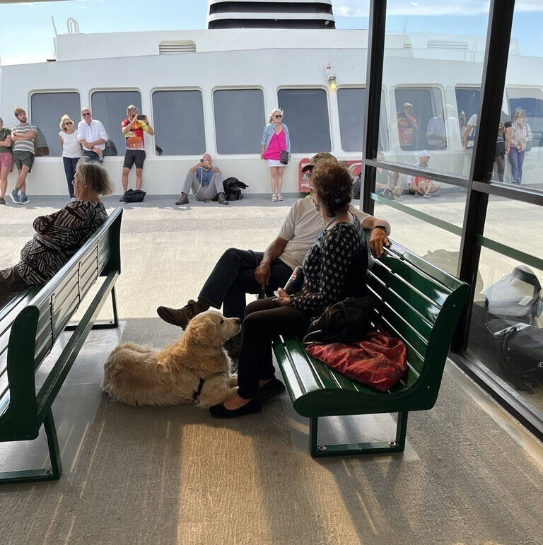 Contributed photo.
A pet dog looks up patiently at its owners.