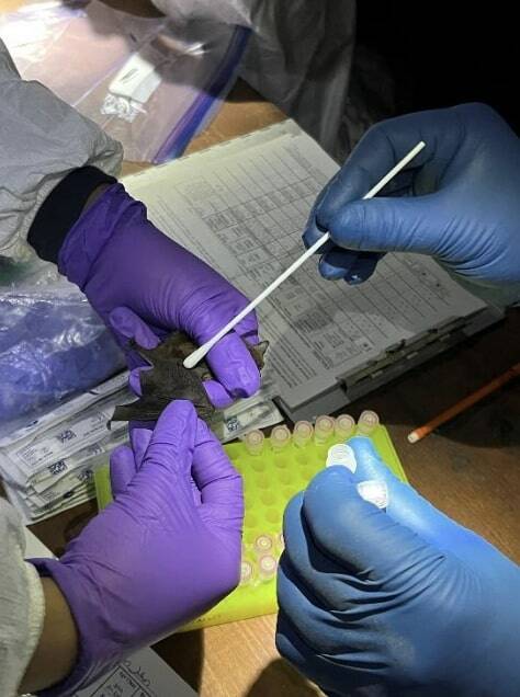 NPS/Claire Crawbuck photo. USGS biologists swab a Yuma myotis bat during annual English Camp inspections.