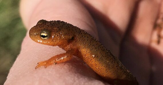 Contributed photo.
Rough-skinned newt.