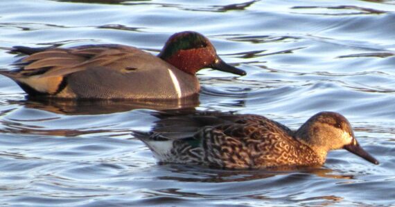 Russel Barsh photo.
Teal duck swimming in Weeks Wetland Preserve on Lopez Island.