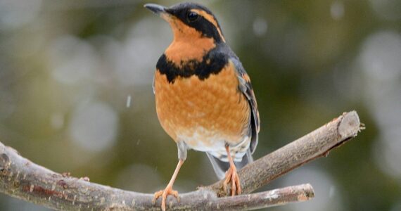 Contributed photo by Margaret Strickland
A Varied Thrush, one of the many birds that are commonly seen during the bird count.
