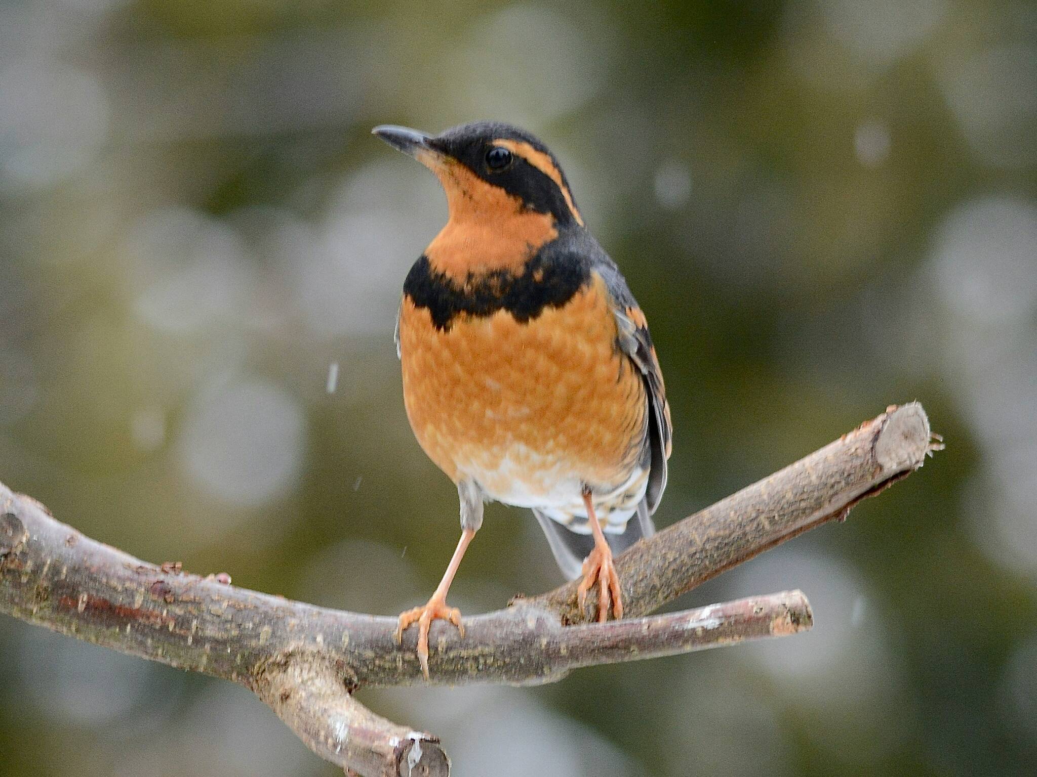 Contributed photo by Margaret Strickland
A Varied Thrush, one of the many birds that are commonly seen during the bird count.