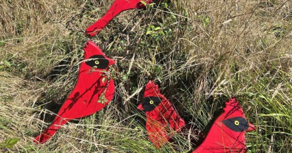 Contributed photo.
“The Four Calling Birds” by Georgia Vanderyacht.