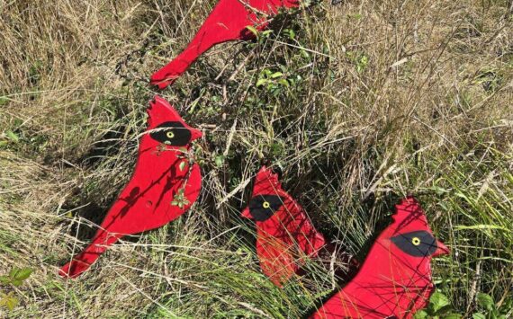 Contributed photo.
“The Four Calling Birds” by Georgia Vanderyacht.