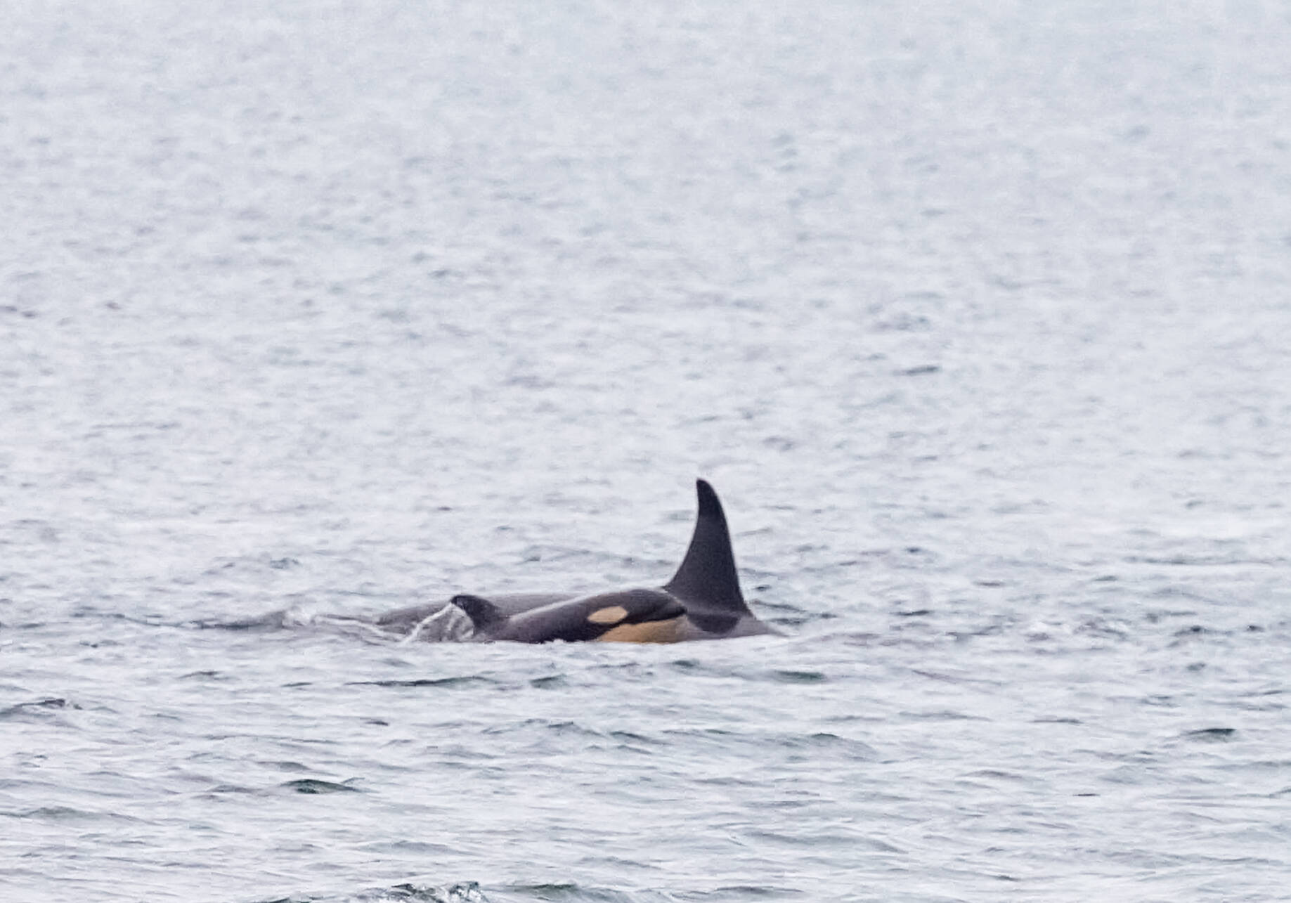 Conner Helms photos.
Stills from a video shot from Edmonds Marina Beach on Dec. 9. It was an incredible pass and truly a magical moment to see the new calf, said photographer Conner Helms. The video can be viewed at https://youtu.be/P1rfm_Cfu7M.