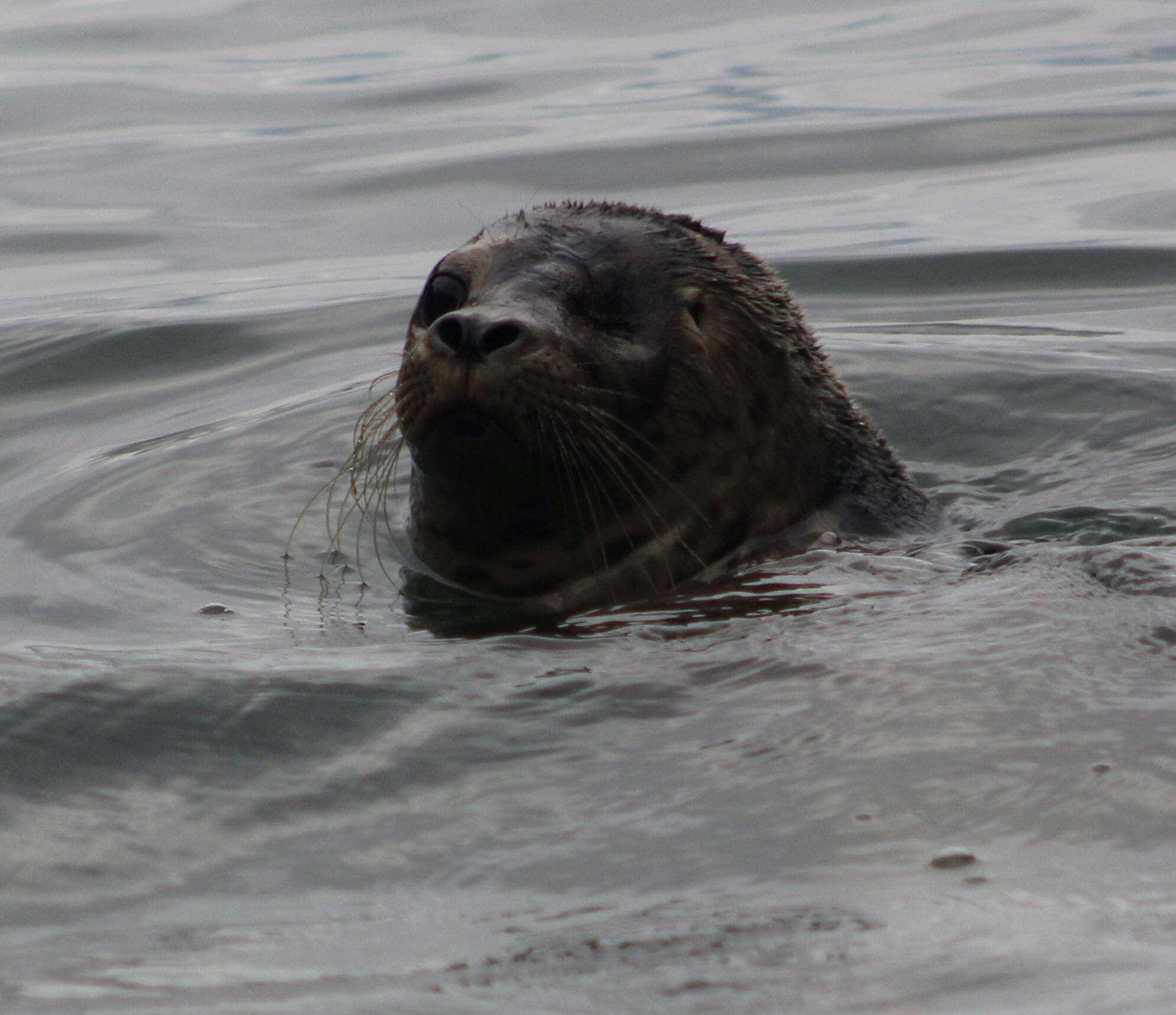 Heather Spaulding/staff photo.
Al Dente pops his head out of the water as he adjusts to his new world.