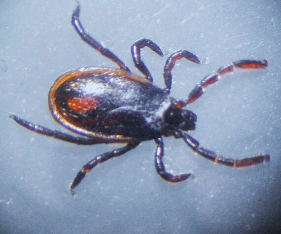 <p>Kwiaht photo. Western black-legged tick.</p>