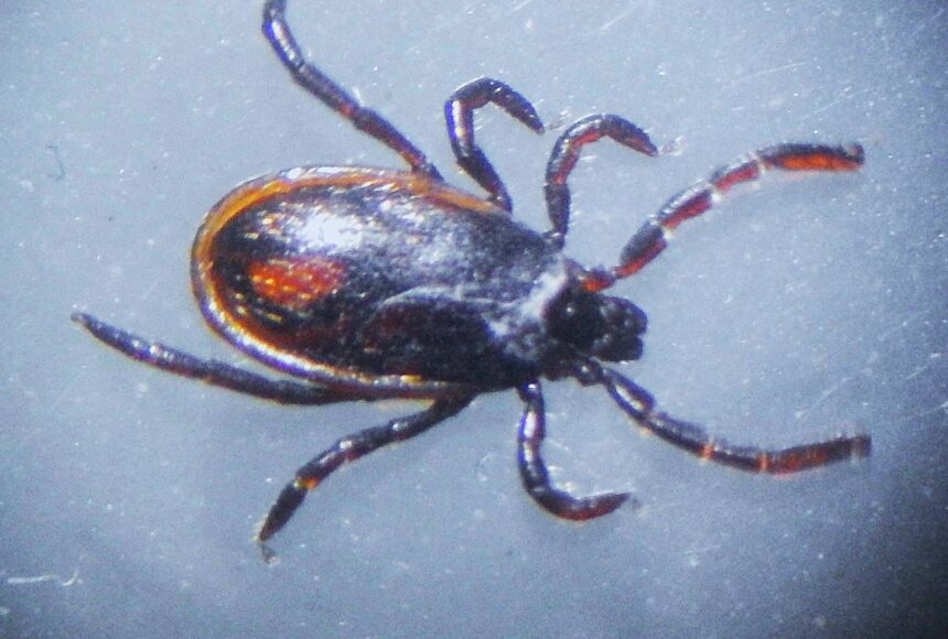 <p>Kwiaht photo. Western black-legged tick.</p>