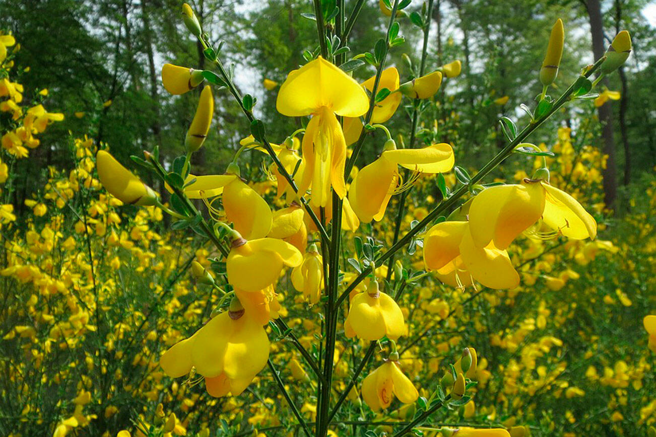 Scotch broom is one of the invasive plants or noxious weeds