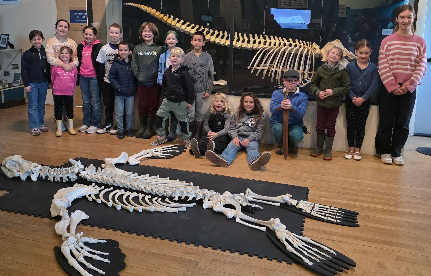 Sadie Holt photo. 
Adventure Club builds a sea lion skeleton at the Whale Museum one week before finding a deceased sea lion at San Juan County Park.
