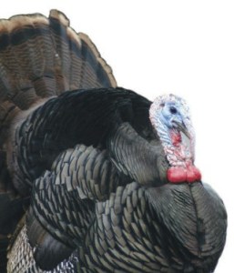 This handsome fellow is expecting you for dinner — twice