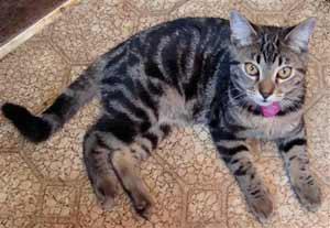 Something to purrrr about winner…Nirvana