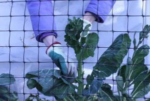 Master Gardeners donate the harvest from their demonstration garden to the local food bank