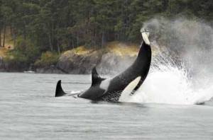 One of four orcas missing and presumed dead