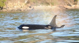 Newborn J-50 swims alongside its presumed mother