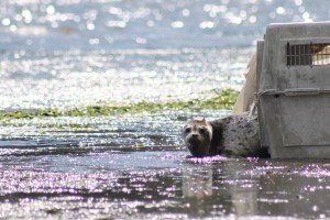 A seal pup pokes its head out of its carrier and watches the crowd