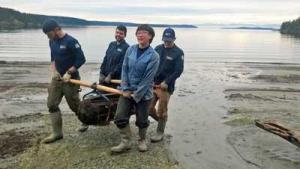 A hefty creosote-tainted log is hauled from the waterfront of Shaw Island's South Beach by members of the state-sponsored Puget Sound Conservation Corps.