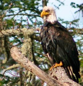 Eagle eye: a bald eagle keeps sharp watch near the intersection of Cattle Point and Golf Course roads